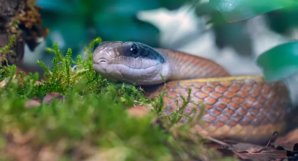美丽的老鼠蛇的特写镜头 Elaphe Taeniura — 图库照片