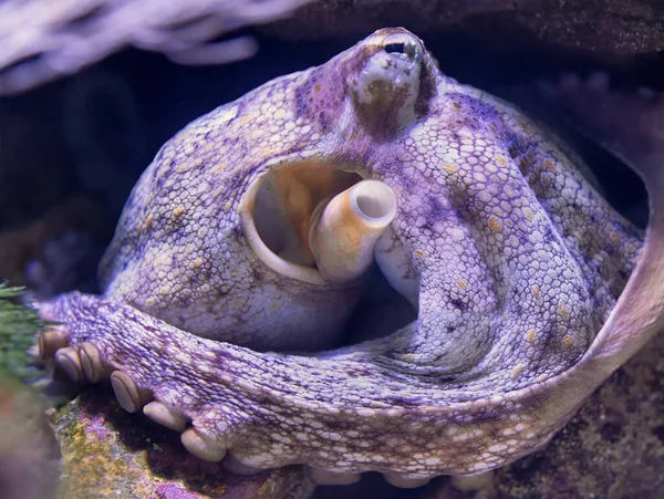 Närbild Gemensam Bläckfisk Octopus Vulgaris — Stockfoto