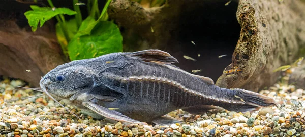 拉菲尔猫鱼 Platydoras共栖状态 — 图库照片