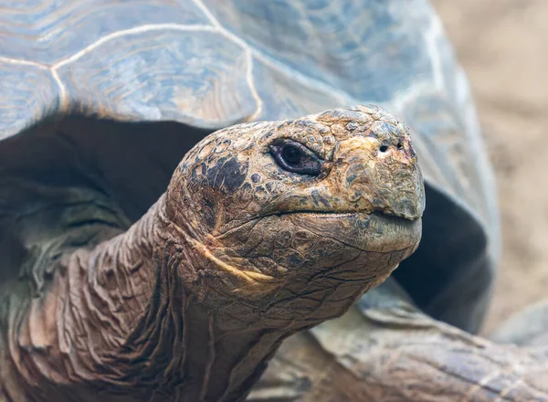 Vista Vicino Una Tartaruga Gigante Delle Galapagos Chelonoidis Niger — Foto Stock