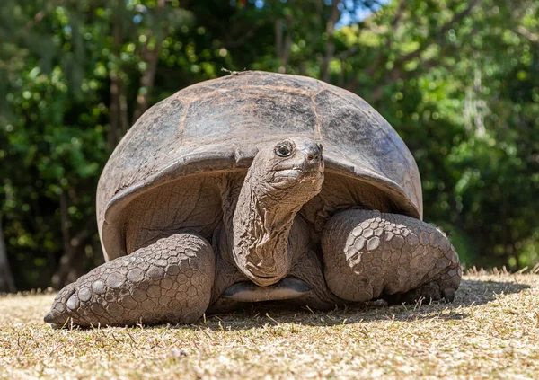 Pohled Zblízka Obrovskou Želvu Aldabrachelys Gigantea Ostrově Curieuse Seychely — Stock fotografie