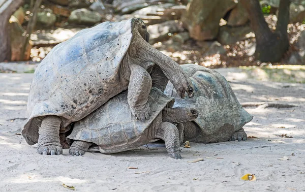Paring Aldabra Reuzenschildpad Aldabrachelys Gigantea Curieuse Island Seychellen — Stockfoto