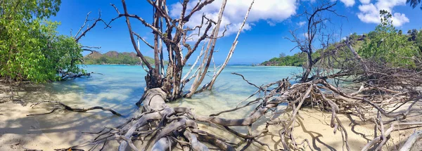 Panoramautsikt Över Baie Laraie Curieuse Seychellerna — Stockfoto