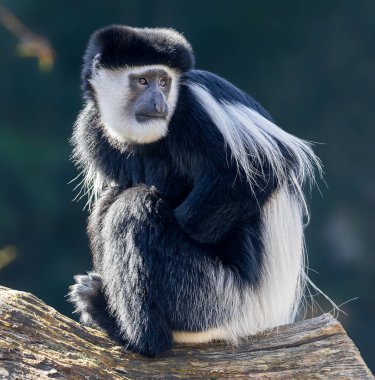 Bir Mantled Guereza 'nın (Colobus guereza) yakın plan görüntüsü)