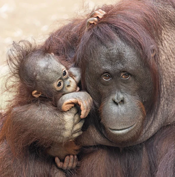 Bir Orangutan Anne Çocuğuyla Yakından Ilgilenir — Stok fotoğraf