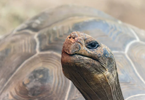 Крупный План Галапагосской Гигантской Черепахи Chelonoidis Niger — стоковое фото
