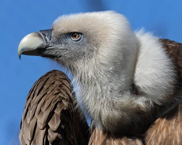 Vista Vicino Avvoltoio Grifone Eurasiatico Gyps Fulvus — Foto Stock
