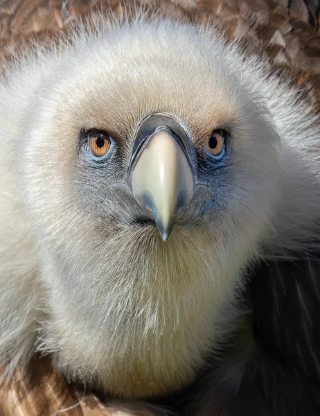 Vista Frontale Vicino Avvoltoio Grifone Eurasiatico Gyps Fulvus — Foto Stock