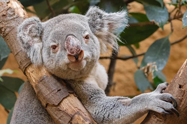 Widok Przodu Koala Phascolarctos Cinereus — Zdjęcie stockowe