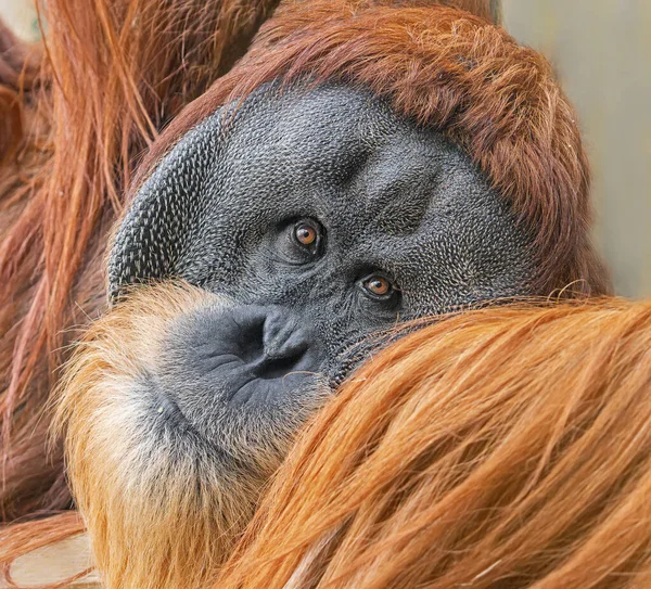 Vista Vicino Vecchio Maschio Orangutan Pongo Pygmaeus — Foto Stock