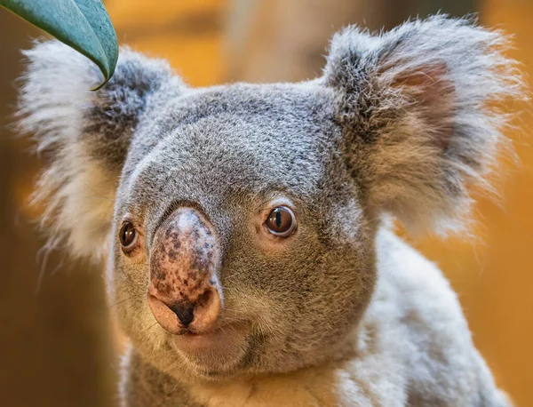 Widok Bliska Koala Phascolarctos Cinereus — Zdjęcie stockowe
