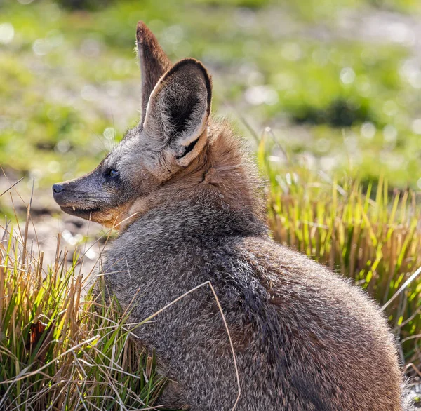コウモリ耳狐のサイドポートレート オチョンメガロティス — ストック写真