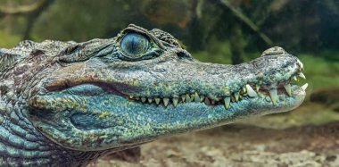 Bir Gözlüklü Timsah 'ın Su altı Portresi Görünümü (Caiman Timsahı)