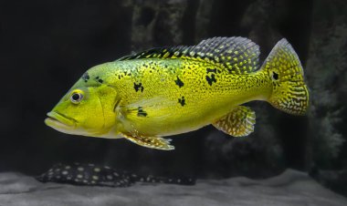 Close-up view of a Peacock bass (Cichla sp.)                      clipart