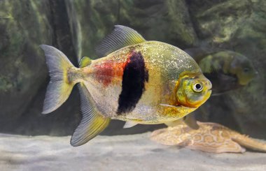 Bir Disk tetrasının (Myleus schomburgkii)