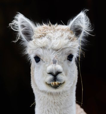 Siyah arkaplan önünde izole edilmiş genç bir Alpaca görünümünü kapat