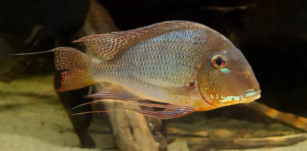 stock image Close-up view of a Cichlid (Red-striped eartheater - Geophagus surinamensis)