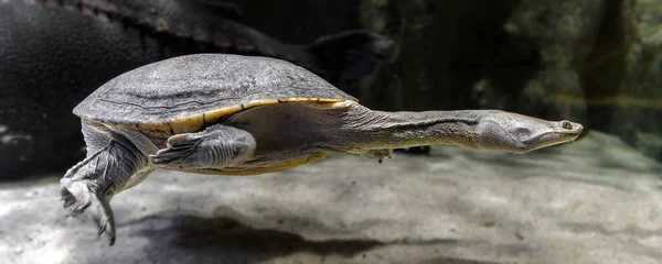 Kuzeyli Yılan Boyunlu Kaplumbağanın Yakından Görüntüsü Chelodina Oblonga - Stok İmaj