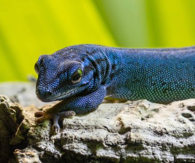 Erkek bir Turkuaz cüce kertenkelesinin portre görüntüsü (Lygodactylus williamsi)
