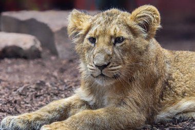 Asyalı bir aslan yavrusunun (Panthera leo persica) yakın görüntüsü) 