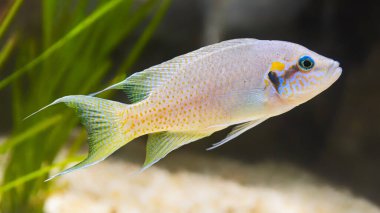 Bir Prenses Cichlid 'in yakın plan görüntüsü (Neolamprologus brichardi)