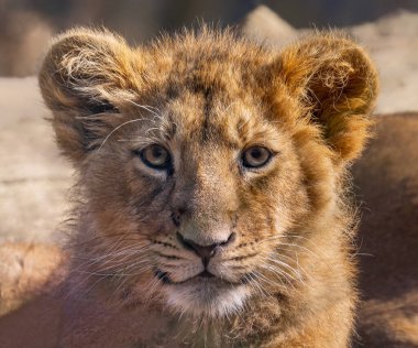 Bir Asyalı aslan yavrusunun ön görüntüsü (Panthera leo persica)