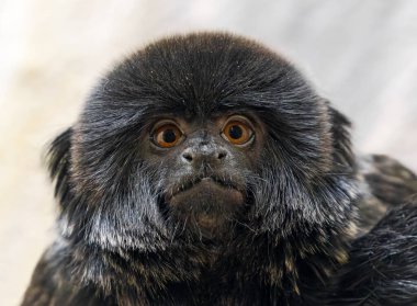 Frontal Close up of a Goeldi's monkey (Callimico goeldii)  clipart