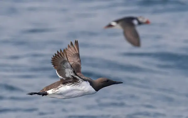 stock image Flying Common murre (Uria aalge) with puffin in background near Bleiksoya bird rock - Versteralen, norway