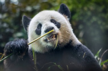 Dev bir pandanın ön görüntüsü (Ailuropoda melanoleuca)