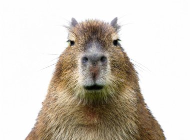 Beyaz arka planda izole edilmiş genç bir Capybara 'nın (Hydrochoerus hydrochaeris) önden yakın görüntüsü