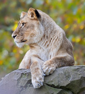 Side close-up view of a female lion (Panthera leo) clipart