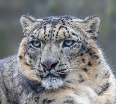 Kar leoparının yakın görüntüsü