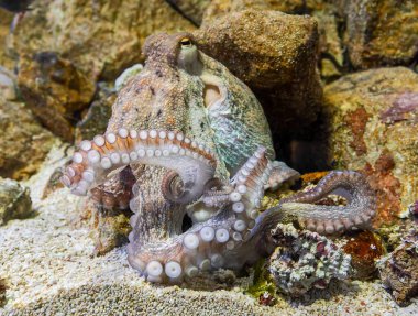 Ortak ahtapot (Octopus vulgaris görünümünü yakın çekim)