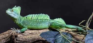 Plumed Basilisk 'in (Basiliscus plumifrons) yakın plan görüntüsü)