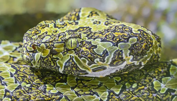 Mangshan çukur engereği (Protobothrops mangshanensis)