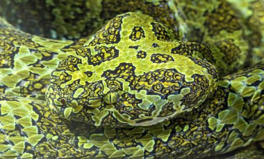 Mangshan çukur engereği (Protobothrops mangshanensis)