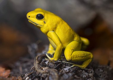 Altın Zehirli Kurbağa 'nın yakın plan görüntüsü (Phylloates terribilis)