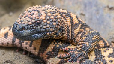Rio Fuerte Boncuklu Kertenkele (Heloderma exasperatum)