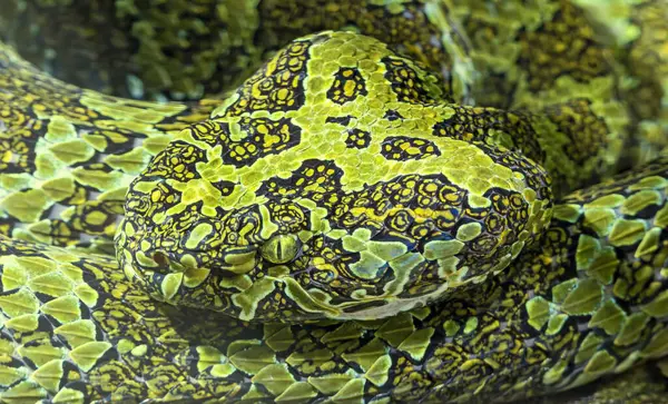 Mangshan çukur engereği (Protobothrops mangshanensis)