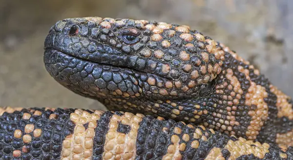 Rio Fuerte Boncuklu Kertenkele Portresi Görünümü (Heloderma exasperatum)