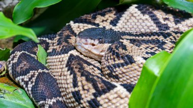 Siyah başlı bir Bushmaster 'ın (Lachesis melanocephala)