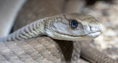 Bir Kara Mamba 'nın (Dendroaspis polylepis) yakın plan görüntüsü)