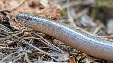 Yavaş solucanın (Anguis fragilis) yakın görüntüsü)