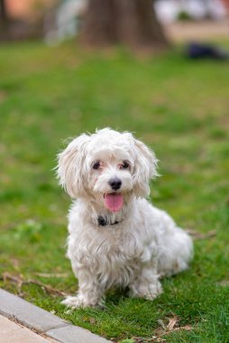 Sevimli neşeli Malta köpeği, evcil hayvan, bahçede beyaz köpek yavrusu, yaz zamanı