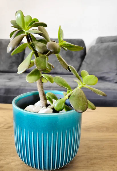 Jade plants Crassula ovata, sometimes called money tree, popular house plant generally easy to care for. A favorite houseplant often used as a bonsai. Home decor and gardening concept.