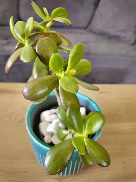 Jade plants Crassula ovata, sometimes called money tree, popular house plant generally easy to care for. A favorite houseplant often used as a bonsai. Home decor and gardening concept.