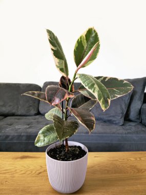 Ficus elastica Ruby, kauçuk ağacı bitkisi, bakımı çok kolay dayanıklı bir bitki. Bitki ayrıca Hint kauçuk ağacı, kauçuk incir ve Hint kauçuk çalısı olarak da bilinir..