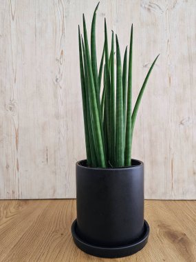 Sansevieria silindirik Düz Yılan Bitkisi Bakımı, Temiz Hava Tesisi