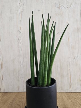 Sansevieria silindirik Düz Yılan Bitkisi Bakımı, Temiz Hava Tesisi
