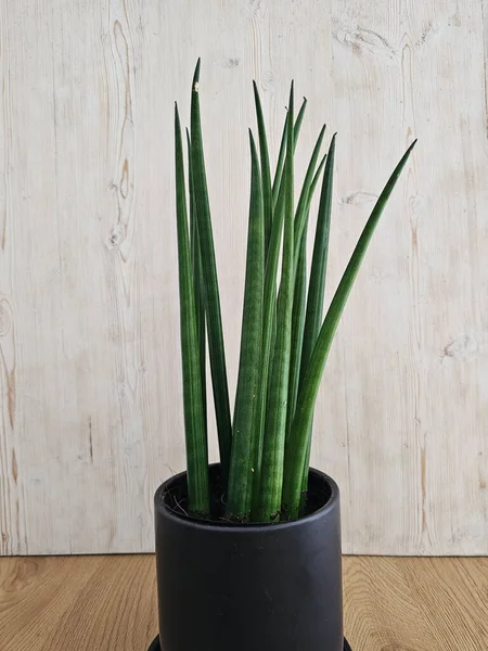 Sansevieria silindirik Düz Yılan Bitkisi Bakımı, Temiz Hava Tesisi